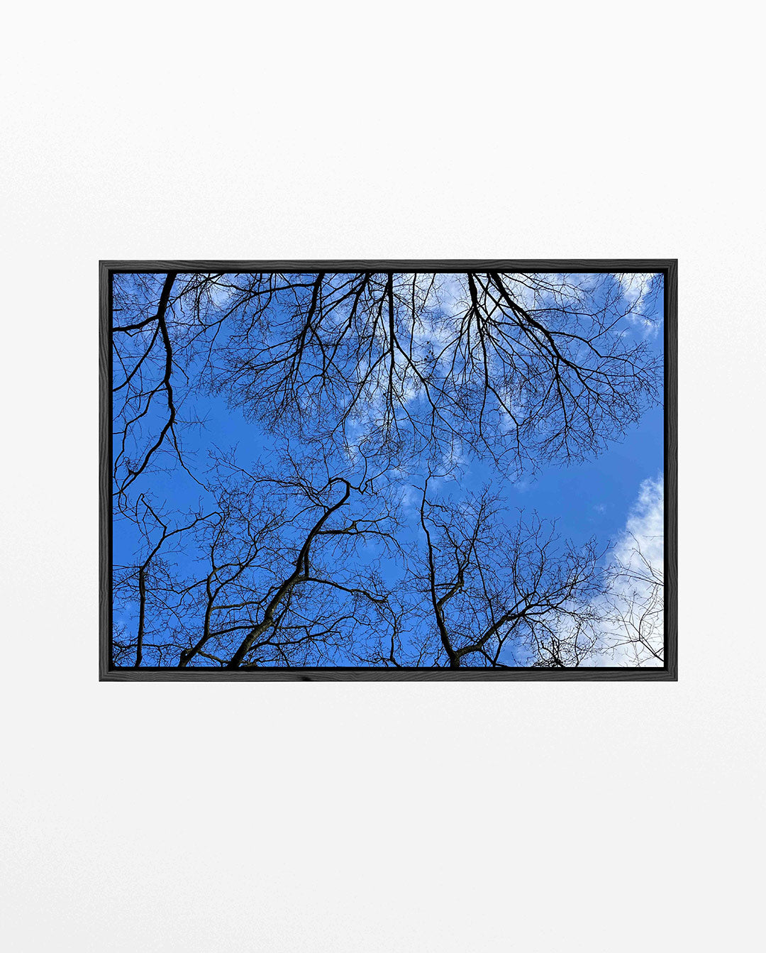 Boomtakken tegen lucht Kunstwerk