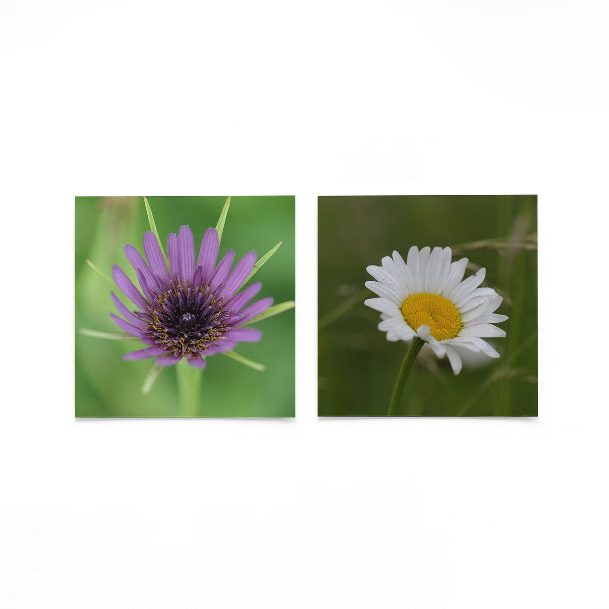 Productfoto van twee vierkante posters met bloemen in contrast – Gerald Emming