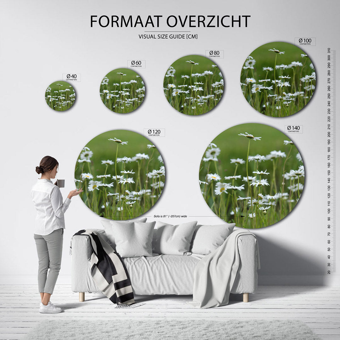 Witte margrieten Muurcirkel