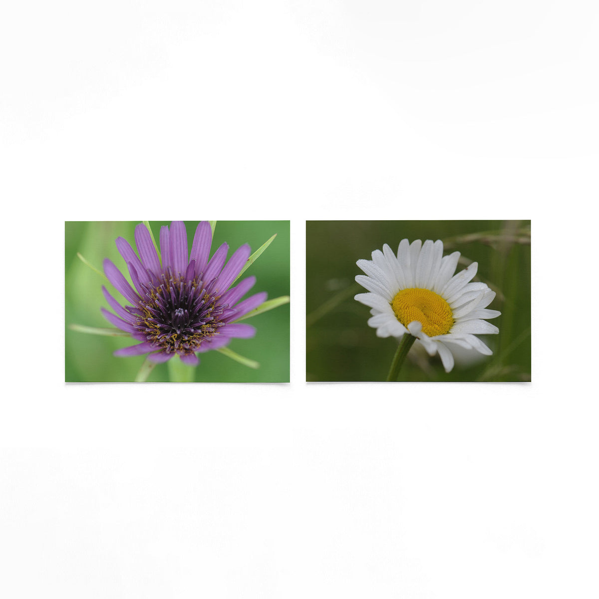 Productfoto van twee liggende posters met paarse en witte bloei – Gerald Emming