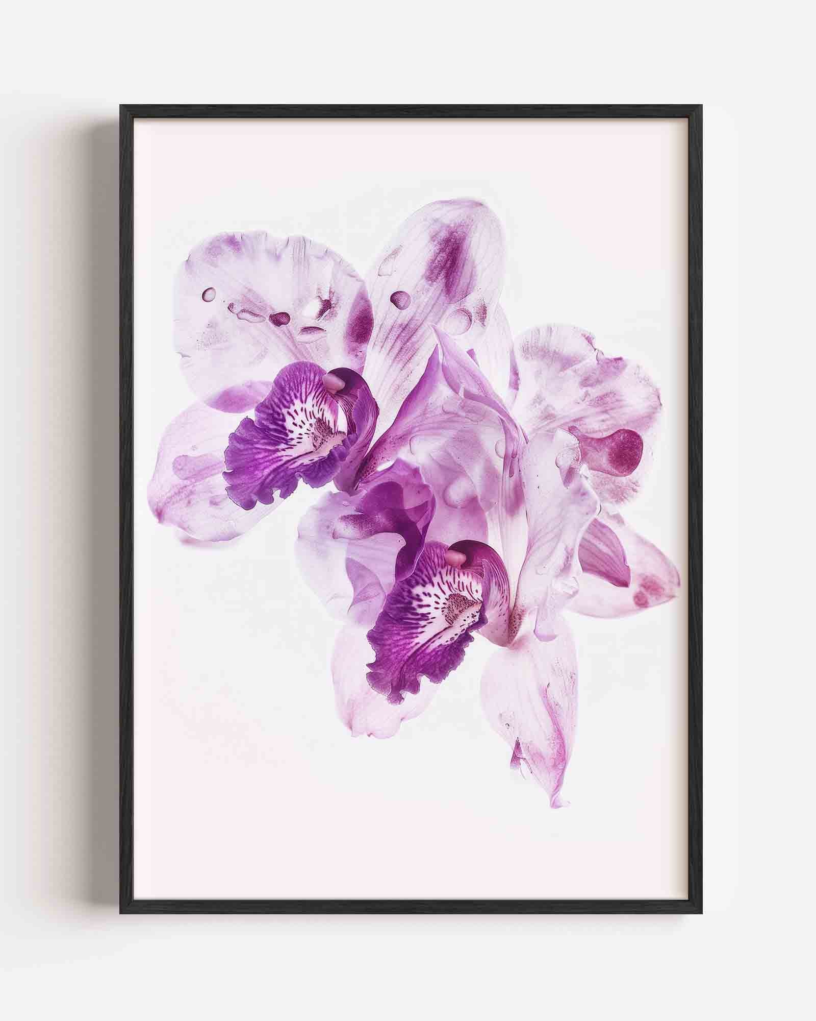 Paarse orchideeën Poster