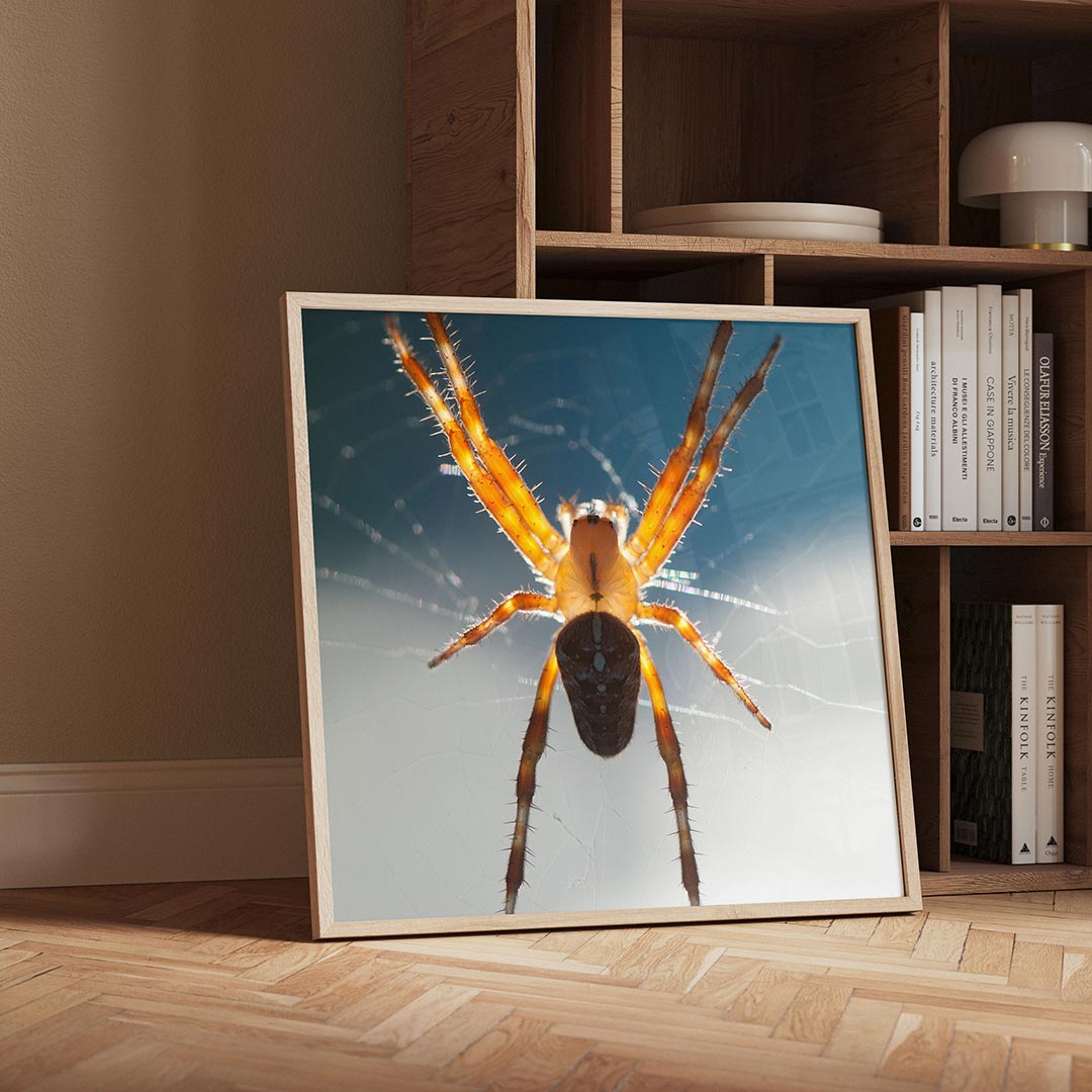 Spin in web Poster