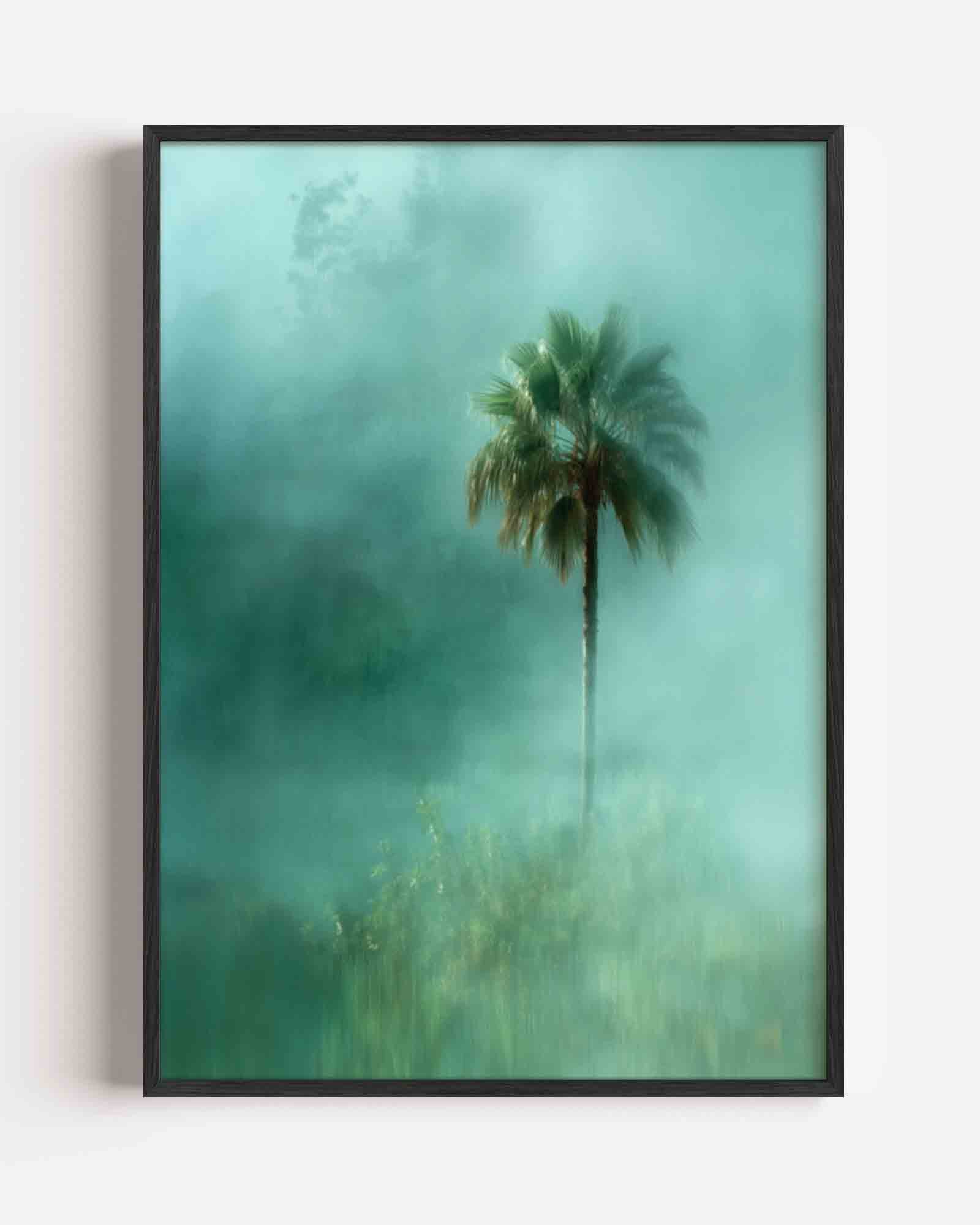 Palmboom in mist Poster