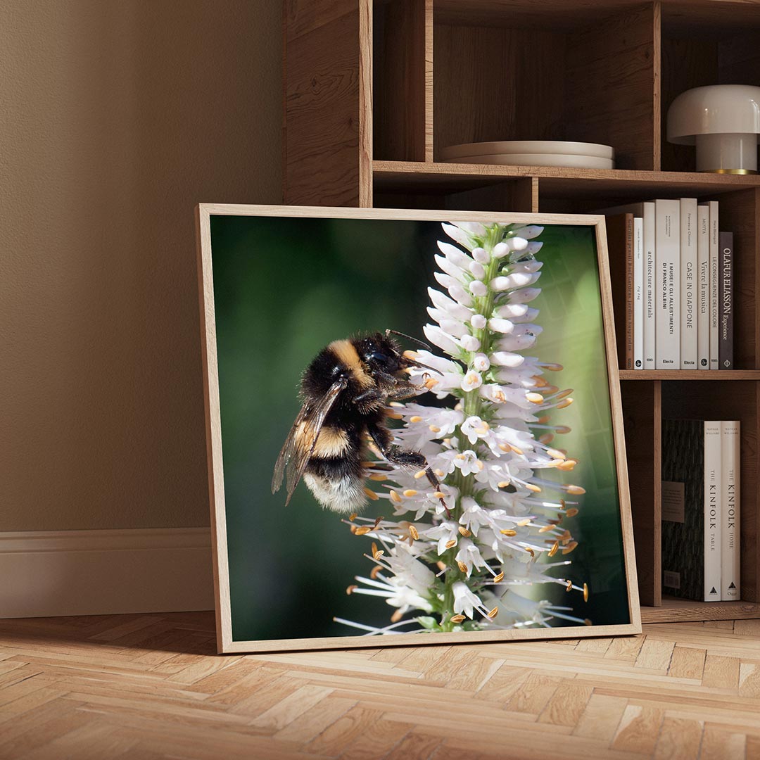 Bij op bloem Poster