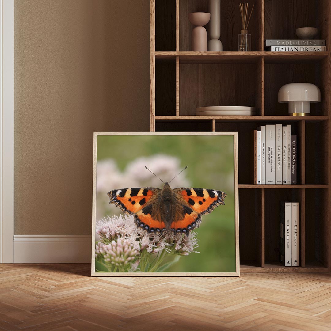 Vlinder op bloem Poster
