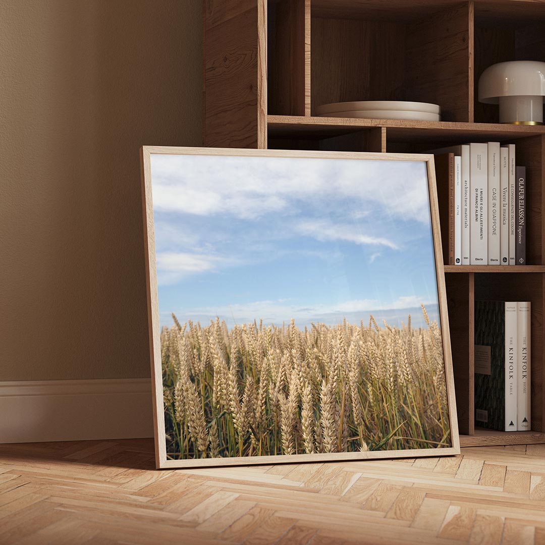 Gouden tarweveld Poster