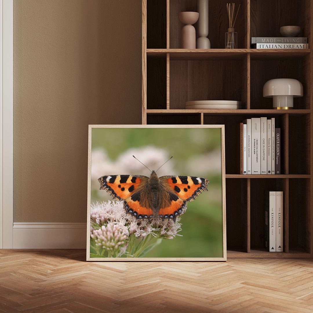 Vlinder op bloem Poster