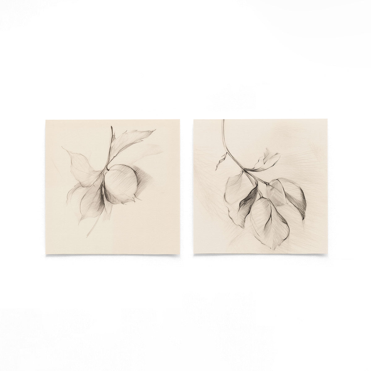 Twee vierkante posters met botanische bladschetsen op een gebroken witte achtergrond