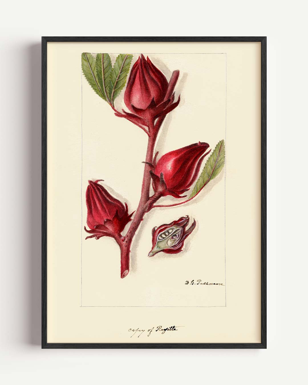 Botanische Kunstposter met Hibiscusbloem Poster-WallArtistic