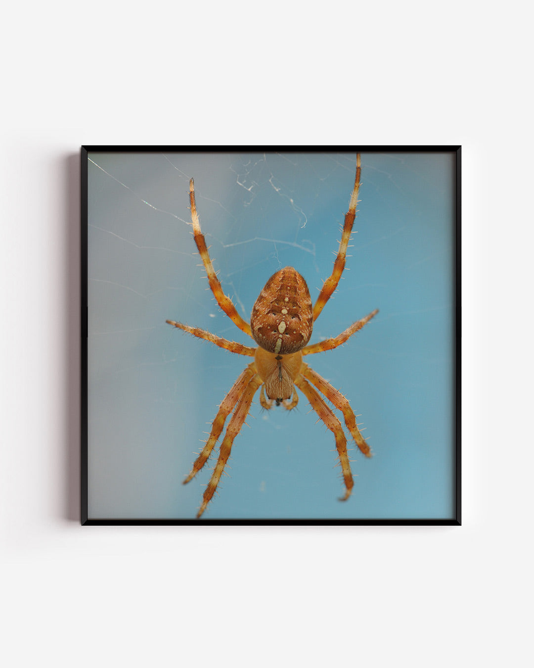 Spin op web Poster
