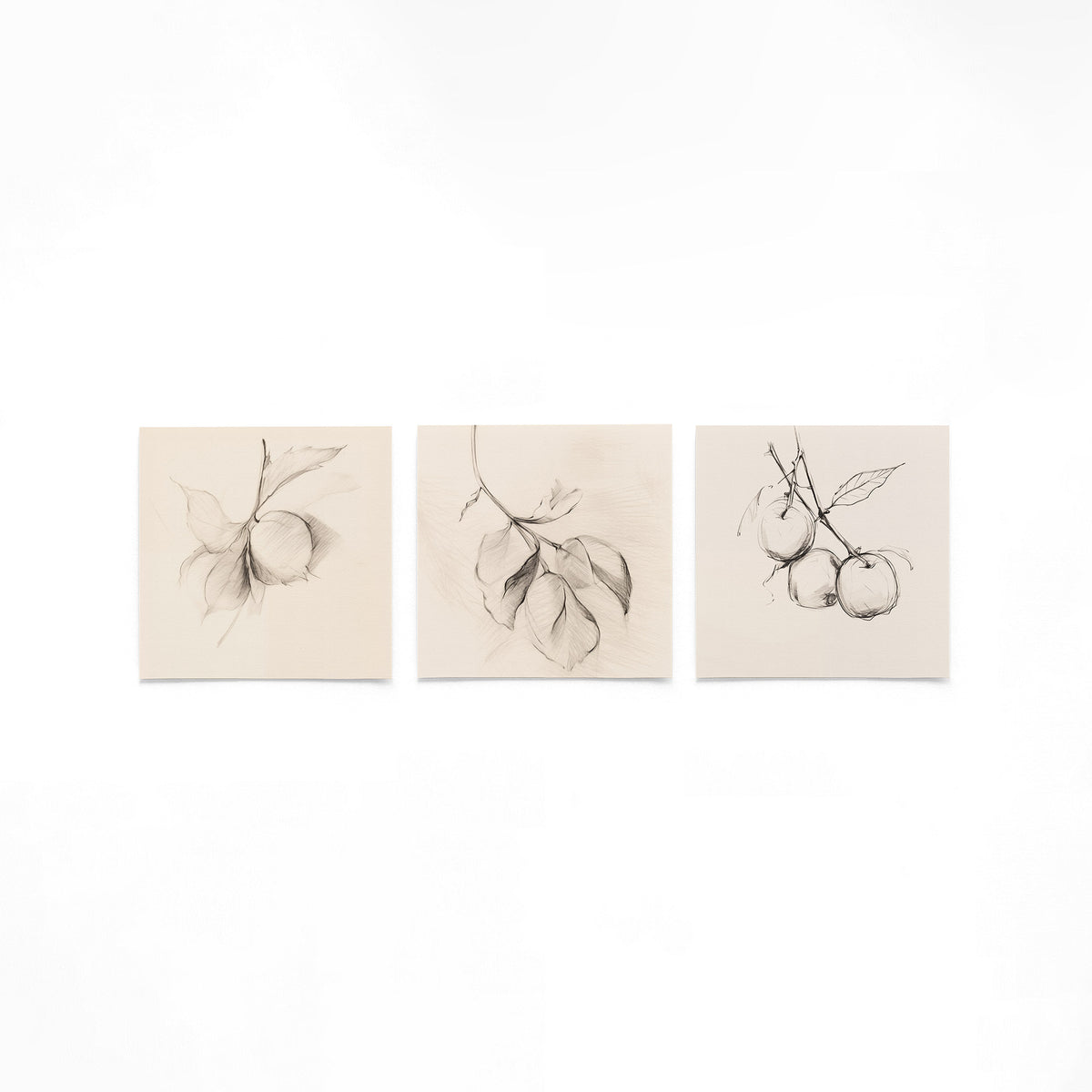 Drie vierkante posters met botanische potloodtekeningen op een gebroken witte achtergrond