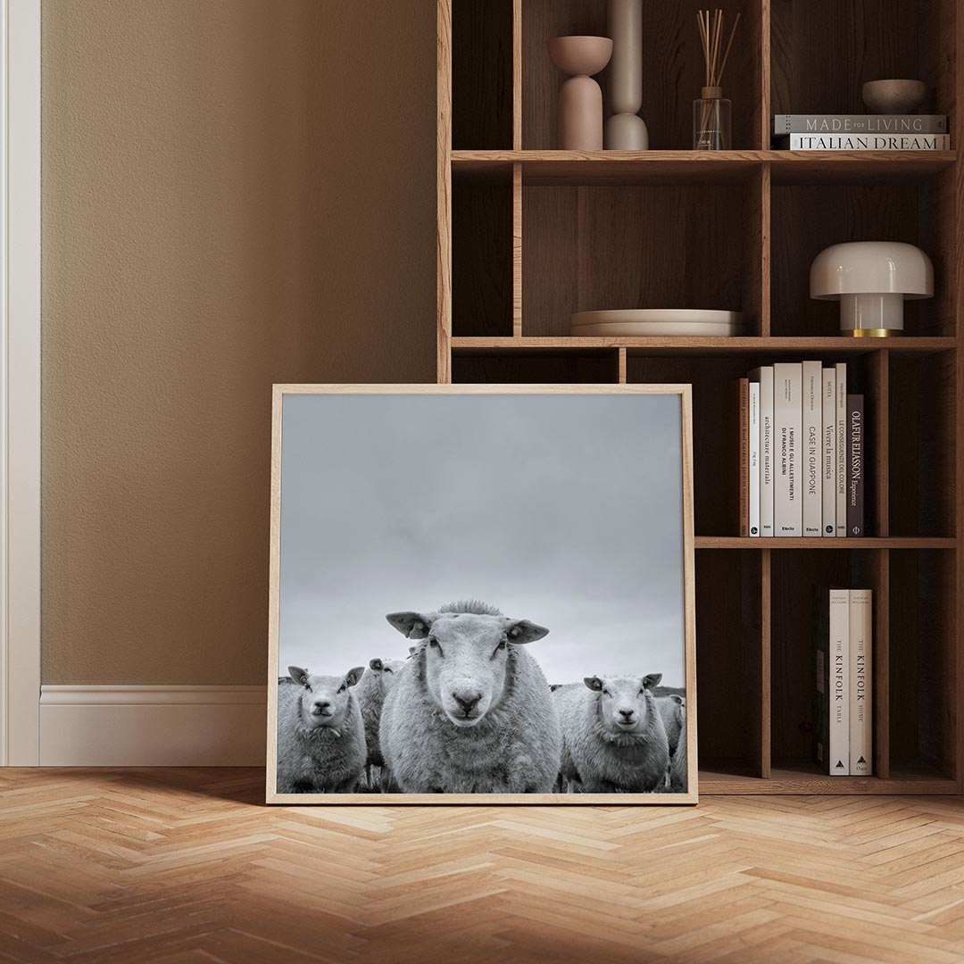Schapenportret Poster
