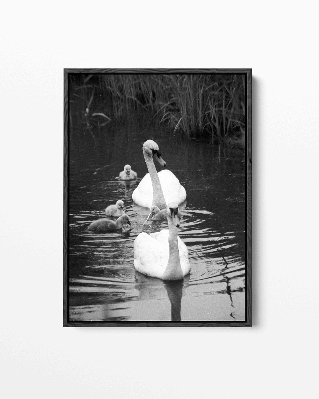 Zwanenfamilie in water Kunstwerk