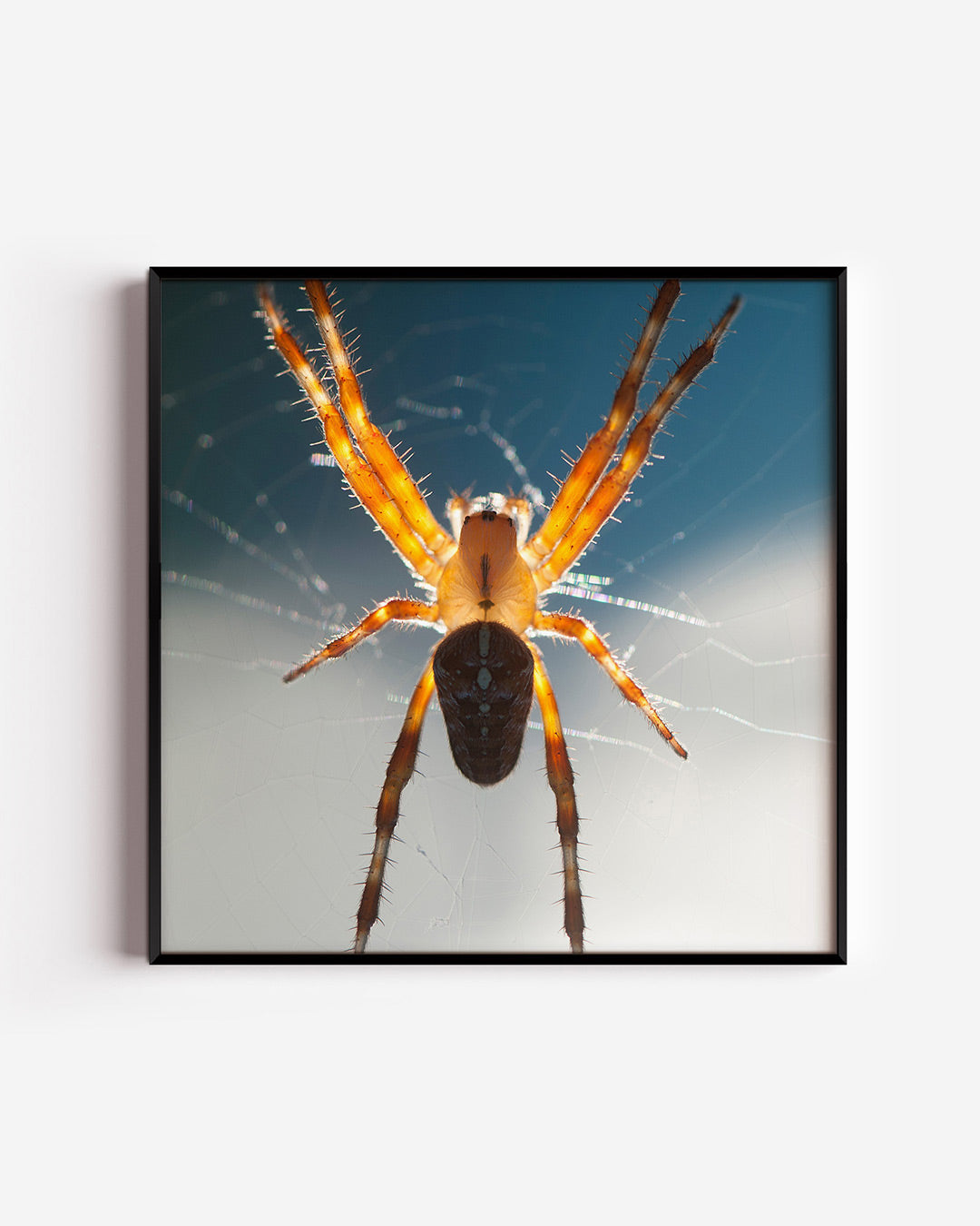 Spin in web Poster
