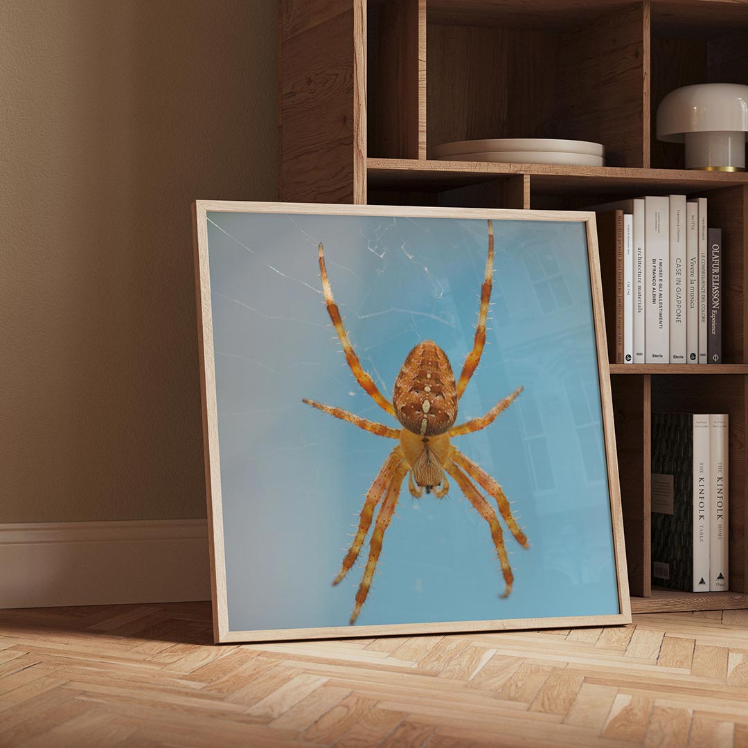 Spin op web Poster