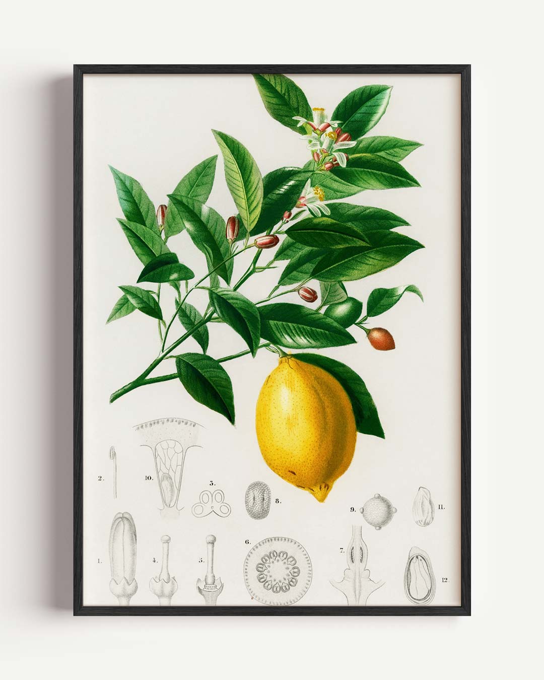 Botanische Citroen Illustratie Poster-WallArtistic