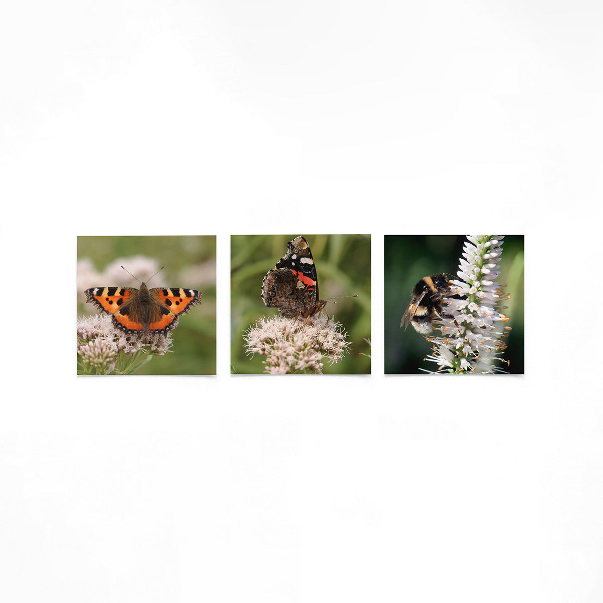 Productfoto van drie vierkante posters met vlinder, bij en bloesem – Gerald Emming