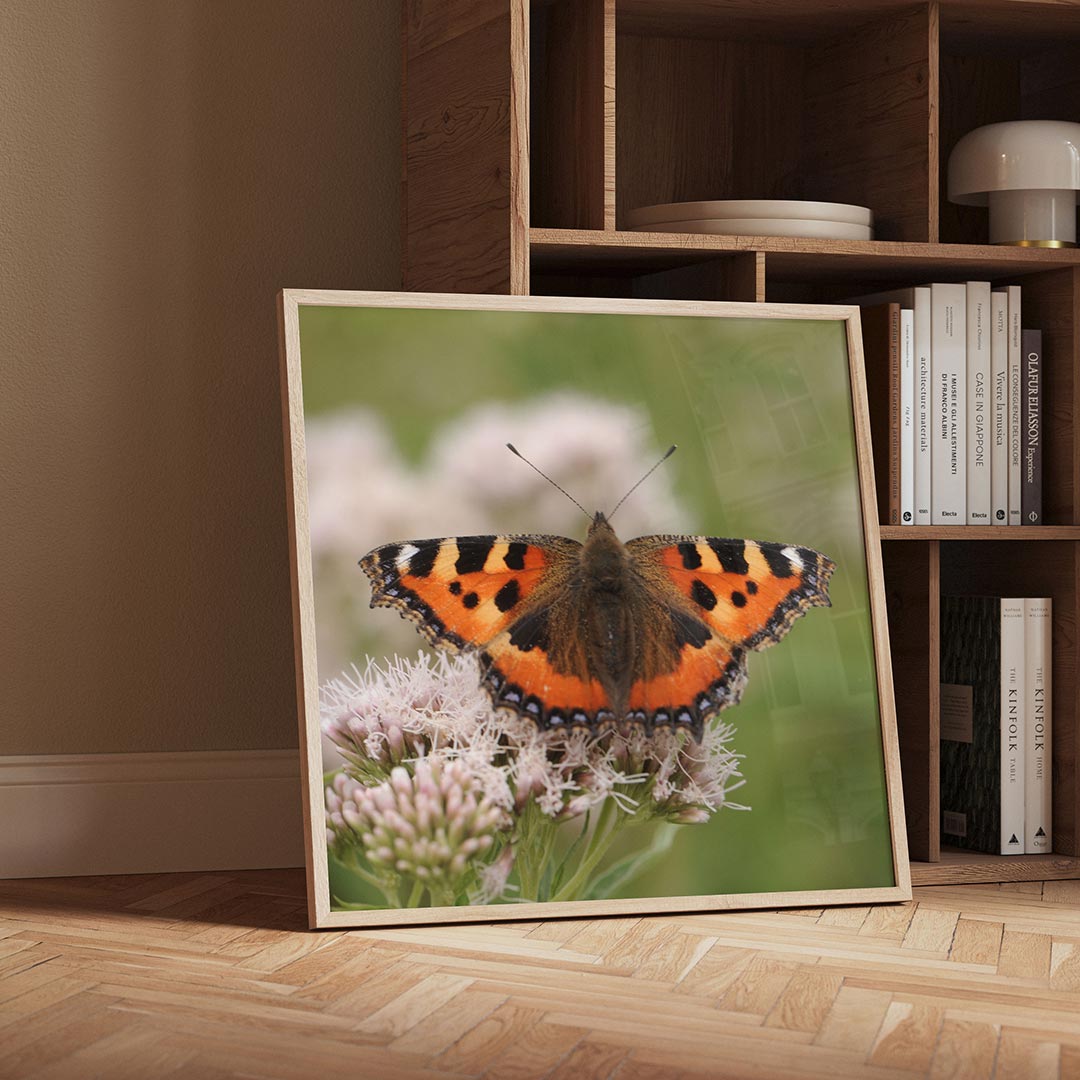 Vlinder op bloem Poster
