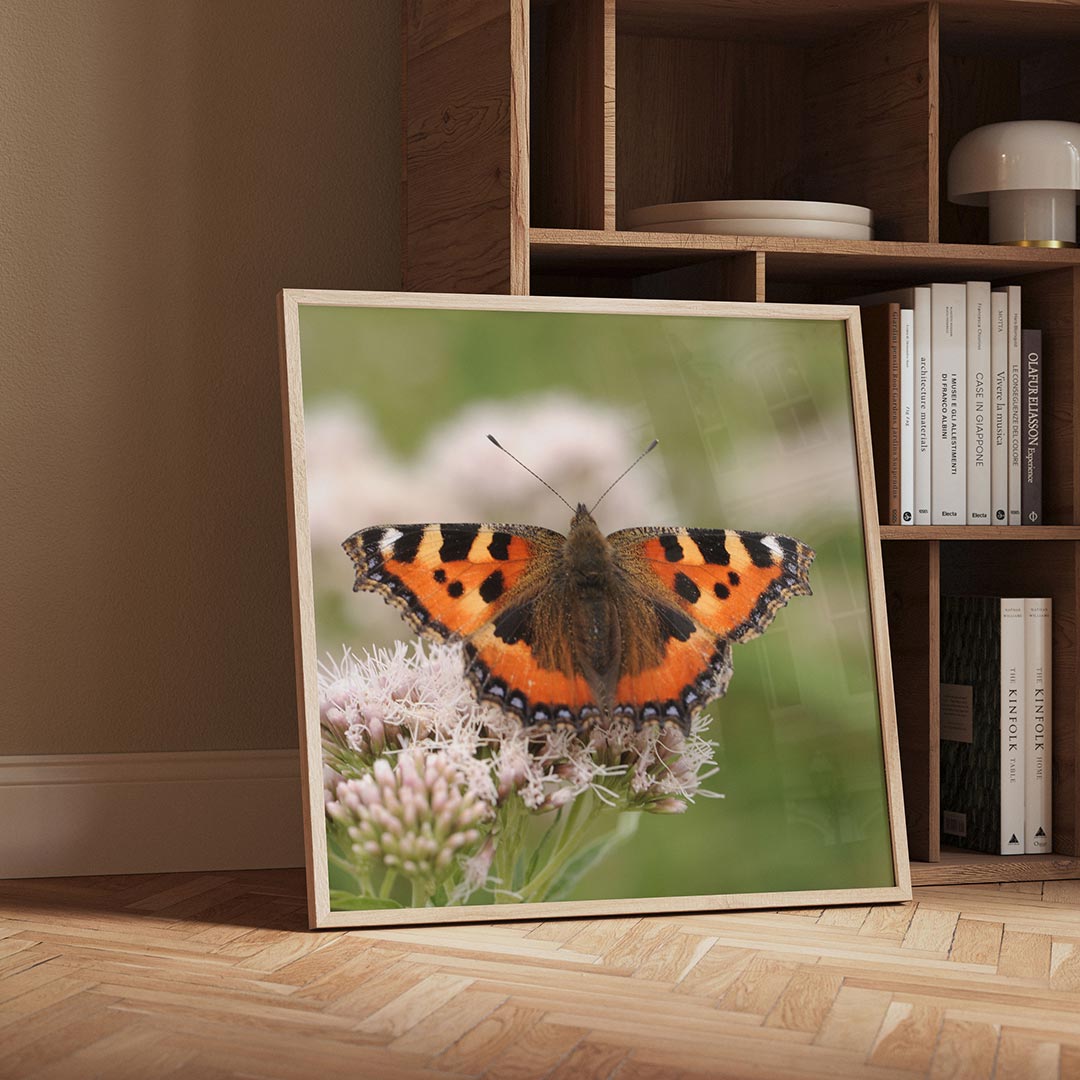 Vlinder op bloem Poster