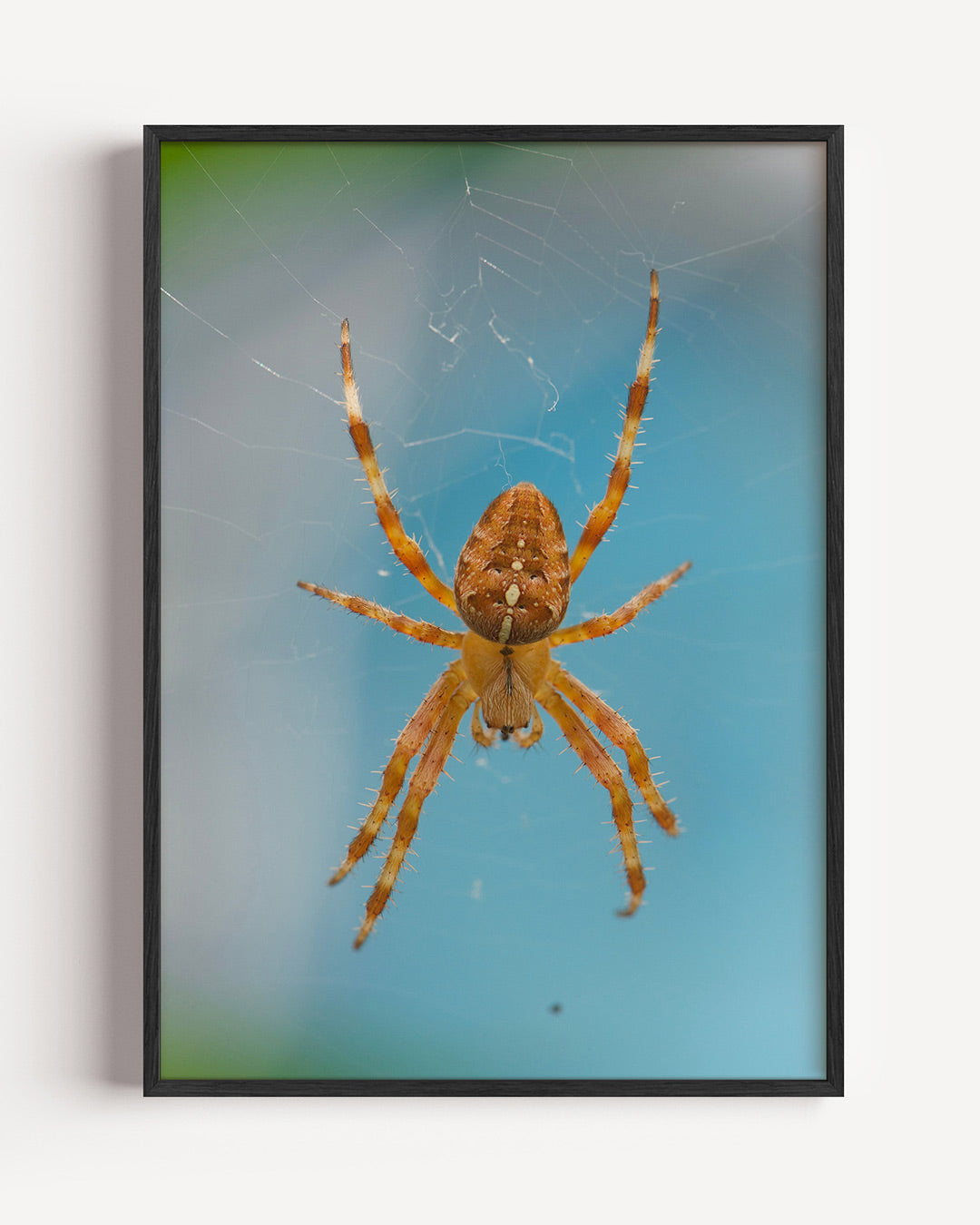 Spin in web Poster